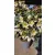 Helleborus x ericsmithii Viv Valeria - Hunyor