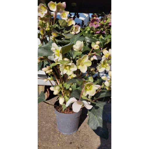 Helleborus x ericsmithii Viv Valeria - Hunyor