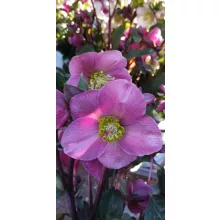 Helleborus Frostkiss Annas Red - Hunyor