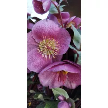 Helleborus Frostkiss Charmer (p15) - Hunyor