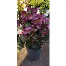 Helleborus Frostkiss Charmer (p15) - Hunyor