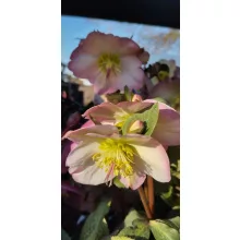 Helleborus Frostkiss Cheryls Shine - Hunyor