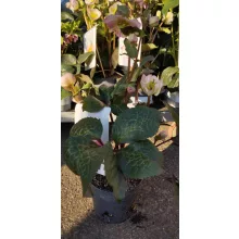 Helleborus Frostkiss Cheryls Shine - Hunyor