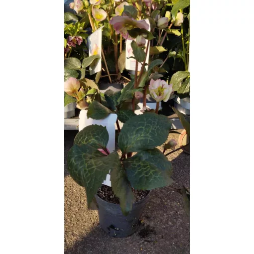 Helleborus Frostkiss Cheryls Shine - Hunyor
