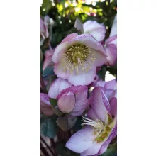 Helleborus Frostkiss Elemental - Hunyor