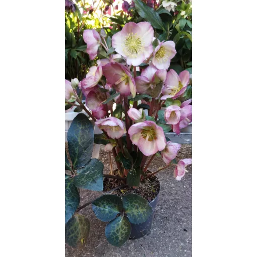 Helleborus Frostkiss Elemental - Hunyor