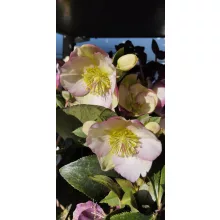Helleborus Frostkiss Glendas Gloss - Hunyor