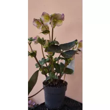 Helleborus Frostkiss Glendas Gloss - Hunyor