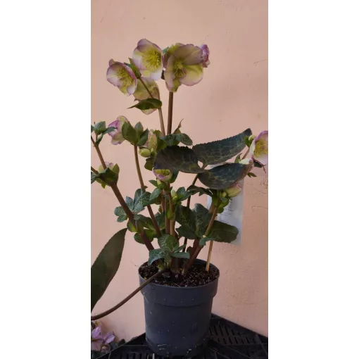 Helleborus Frostkiss Glendas Gloss - Hunyor