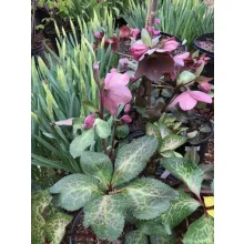 Helleborus Frostkiss Pippas Purple - Hunyor
