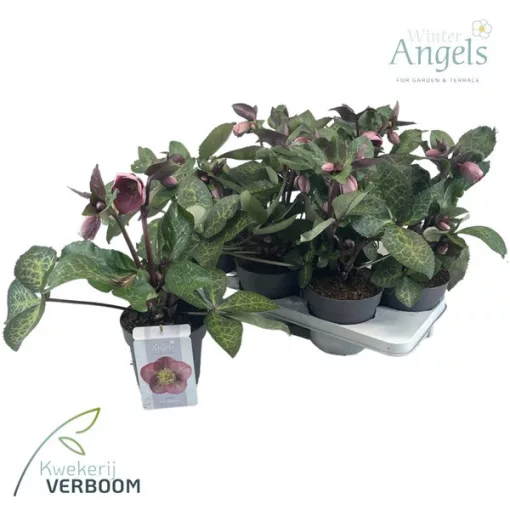 Helleborus Frostkiss Pippas Purple - Hunyor