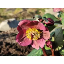 Helleborus Frostkiss Vibey Velvet - Hunyor