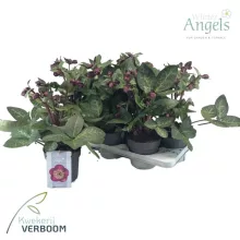 Helleborus Frostkiss Vibey Velvet - Hunyor