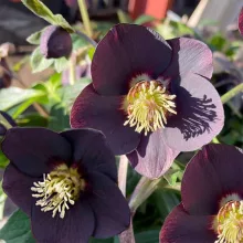 Helleborus orientalis Naomi - Hunyor