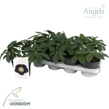 Helleborus orientalis Naomi - Hunyor