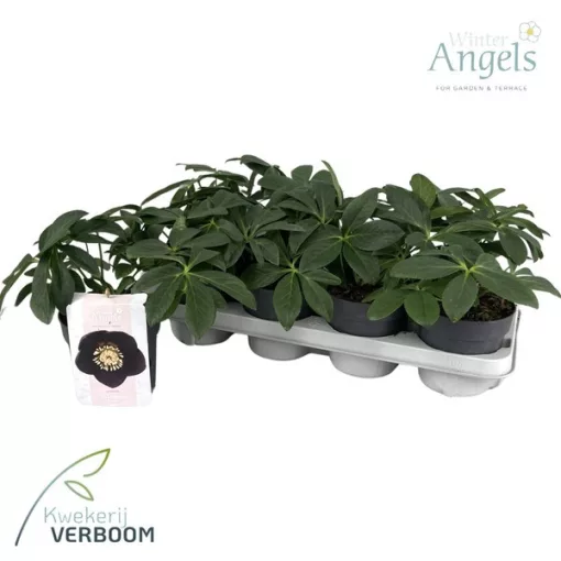 Helleborus orientalis Naomi - Hunyor
