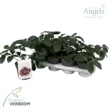 Helleborus orientalis Rubina - Hunyor