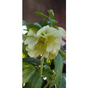 Helleborus orientalis Xanthia - Hunyor