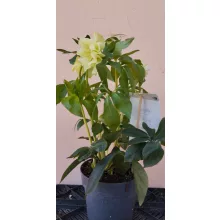 Helleborus orientalis Xanthia - Hunyor