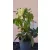 Helleborus orientalis Xanthia - Hunyor