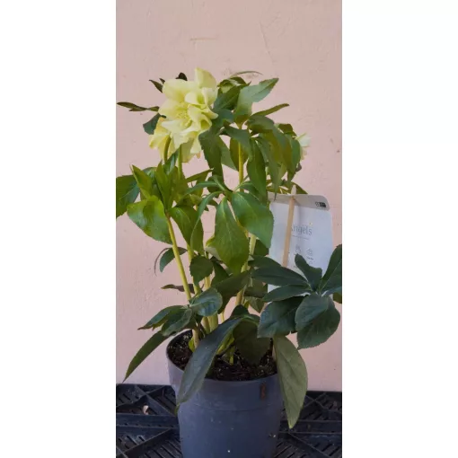 Helleborus orientalis Xanthia - Hunyor