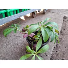 Helleborus orientalis Viv Victoria - Hunyor