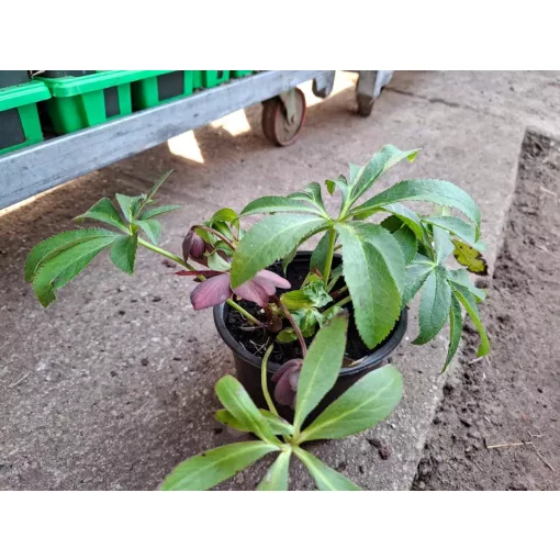 Helleborus orientalis Viv Victoria - Hunyor