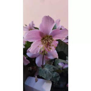Helleborus orientalis Viv Diana - Hunyor