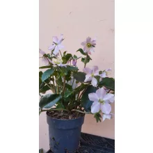 Helleborus orientalis Viv Diana - Hunyor