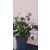 Helleborus orientalis Viv Diana - Hunyor