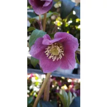 Helleborus orientalis Viv Carlotta - Hunyor