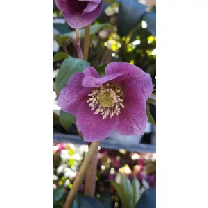 Helleborus orientalis Viv Carlotta - Hunyor