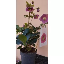 Helleborus orientalis Viv Carlotta - Hunyor