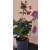 Helleborus orientalis Viv Carlotta - Hunyor