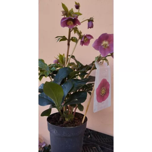 Helleborus orientalis Viv Carlotta - Hunyor