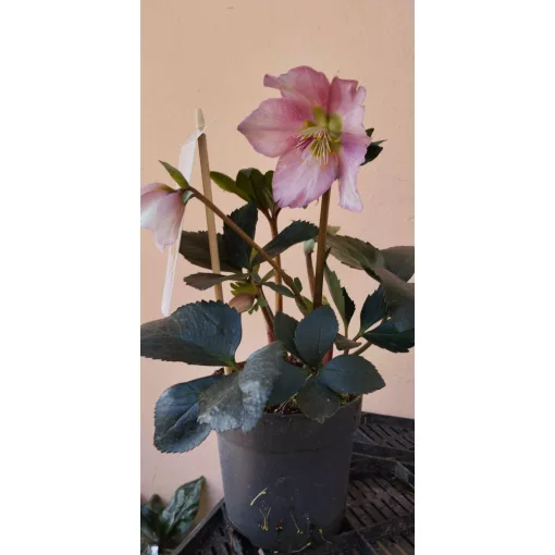 Helleborus orientalis Sensas - Hunyor