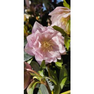 Helleborus orientalis Larissa - Hunyor