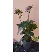 Helleborus orientalis Larissa - Hunyor