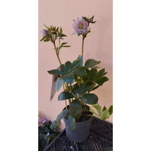 Helleborus orientalis Larissa - Hunyor