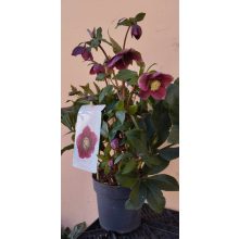 Helleborus orientalis Milana - Hunyor