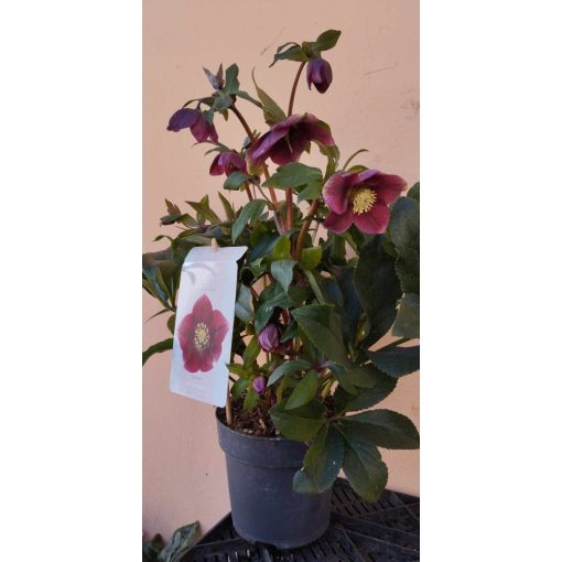 Helleborus orientalis Milana - Hunyor