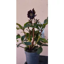 Helleborus orientalis Manon - Hunyor