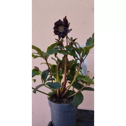 Helleborus orientalis Manon - Hunyor
