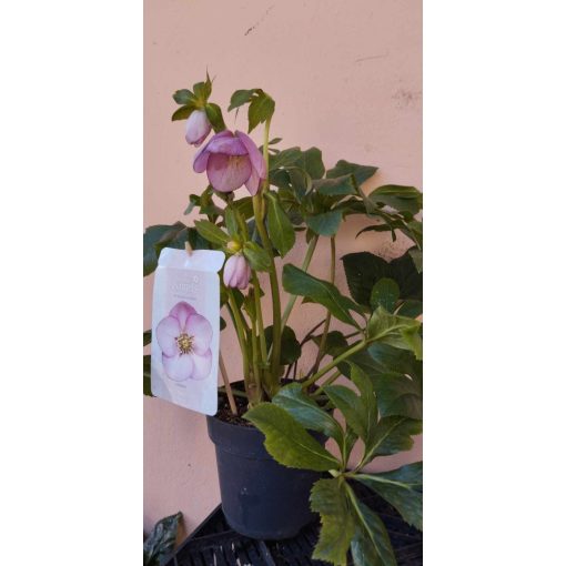 Helleborus orientalis Deborah - Hunyor