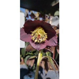 Helleborus orientalis Lucy Black - Hunyor