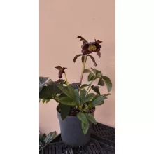 Helleborus orientalis Lucy Black - Hunyor