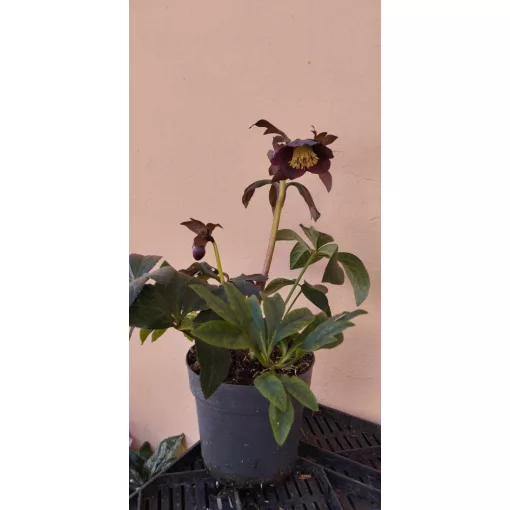 Helleborus orientalis Lucy Black - Hunyor