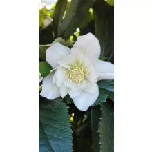 Helleborus orientalis Dafine - Hunyor