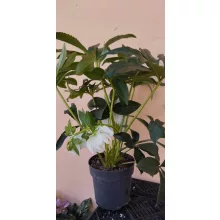 Helleborus orientalis Dafine - Hunyor