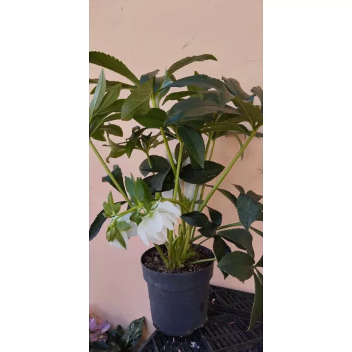 Helleborus orientalis Dafine - Hunyor